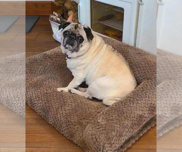Medium Photo #7 Pug Puppy For Sale in Indianapolis, IN, USA