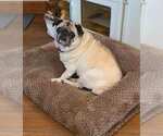 Small #6 Pug