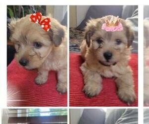 Poodle (Miniature) Puppy for sale in WENATCHEE, WA, USA