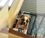 Small Photo #8 English Bulldog Puppy For Sale in WOODSTOCK, GA, USA