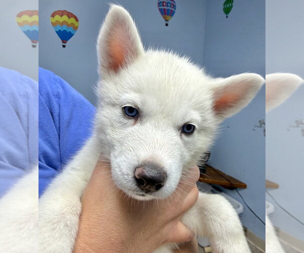 Medium Photo #1 Siberian Husky Puppy For Sale in Gilberts, IL, USA