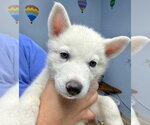 Small Siberian Husky