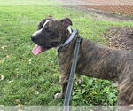 Small #3 American Pit Bull Terrier Mix