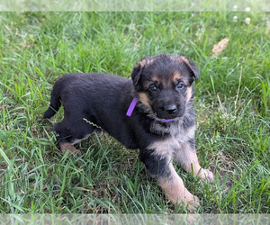 German Shepherd Dog Puppy for sale in OAK GROVE, OR, USA
