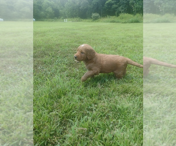 Medium Photo #15 Goldendoodle Puppy For Sale in SONORA, KY, USA