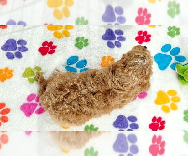 Medium Photo #6 Cavapoo (Miniature)-Poodle (Toy) Mix Puppy For Sale in ORO VALLEY, AZ, USA