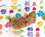 Small #5 Cavapoo (Miniature)-Poodle (Toy) Mix