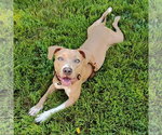 Small #2 Mutt