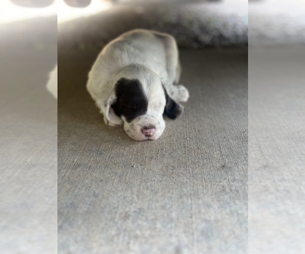 Medium Photo #1 Llewellin Setter Puppy For Sale in ELK MOUND, WI, USA