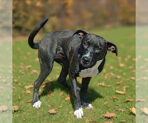Lucy 26/569 - Female Labrador Retriever-Unknown Mix Dog for Adoption - Photo #7