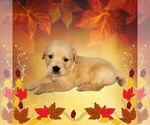 Puppy Stripe Golden Retriever
