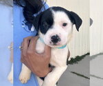 Small #5 Bulldog Mix