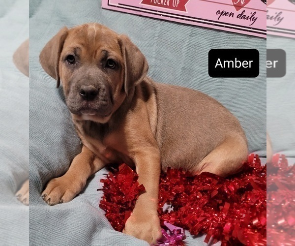 Medium Photo #1 Cane Corso Puppy For Sale in POMEROY, OH, USA