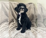 Small Photo #1 Aussie-Poo Puppy For Sale in PELLA, IA, USA