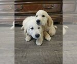 Small #4 English Cream Golden Retriever