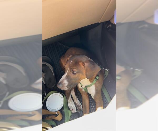 Medium Photo #1 Unknown-Vizsla Mix Puppy For Sale in San Antonio, TX, USA