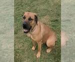 Small Boxer-Rhodesian Ridgeback Mix