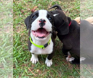 Mutt Dogs for adoption in Wenonah, NJ, USA