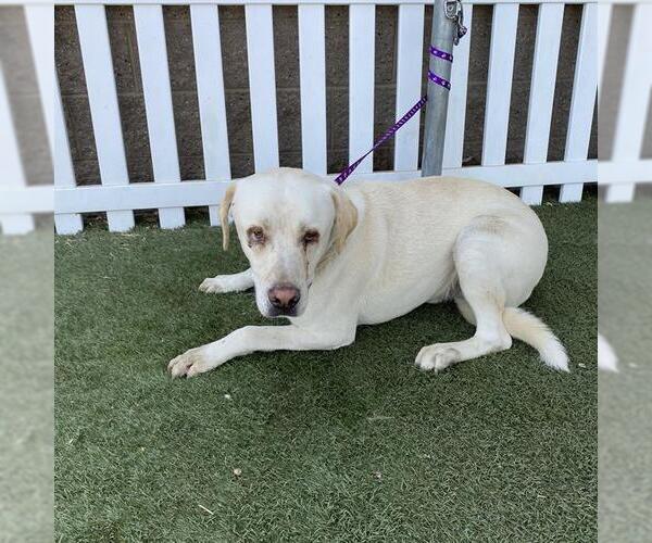 Medium Photo #1 Labrador Retriever Puppy For Sale in Modesto, CA, USA