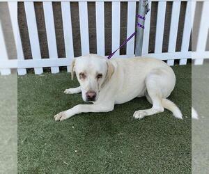 Labrador Retriever Dogs for adoption in Modesto, CA, USA