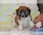 Small #1 Bichpoo