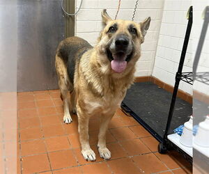 German Shepherd Dog Dogs for adoption in Camarillo, CA, USA
