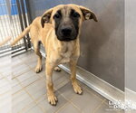Small Photo #4 Labrador Retriever-Unknown Mix Puppy For Sale in Washington, DC, USA