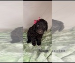 Small #2 Labradoodle