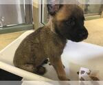 Small #1 Mutt