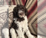 Puppy Brie Poodle (Standard)