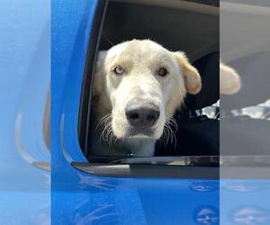 Great Pyrenees-Unknown Mix Dogs for adoption in San Antonio, TX, USA