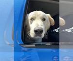 Small Great Pyrenees Mix