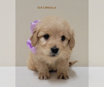 Small Photo #7 Goldendoodle Puppy For Sale in MILFORD, MI, USA