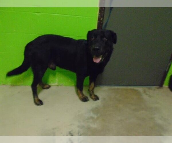 Medium Photo #1 Rottweiler Puppy For Sale in Green Cove Springs, FL, USA