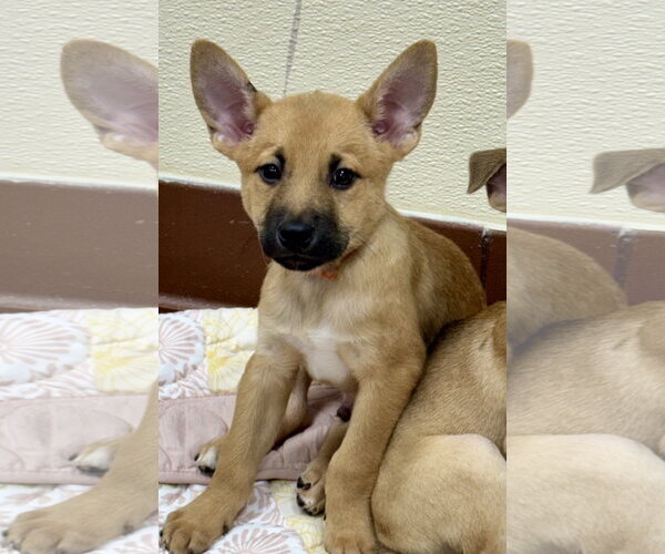 Medium Photo #1 Labrador Retriever-Unknown Mix Puppy For Sale in Jefferson, NJ, USA