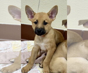 Labrador Retriever-Unknown Mix Dogs for adoption in Jefferson, NJ, USA