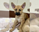 Small Labrador Retriever Mix
