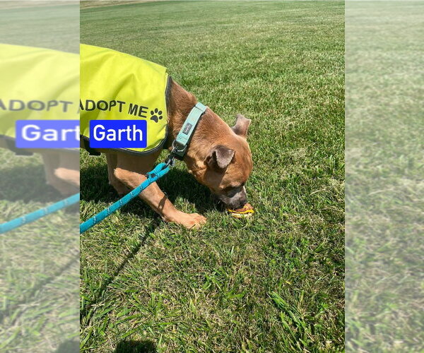 Medium Photo #11 Mutt Puppy For Sale in Foristell, MO, USA