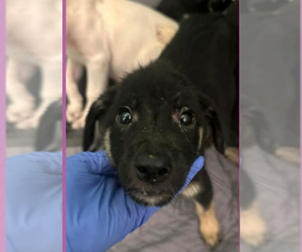 Medium Photo #8 German Shepherd Dog-Unknown Mix Puppy For Sale in Lakewood, CO, USA