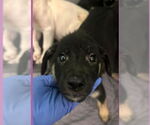 Small #7 German Shepherd Dog Mix