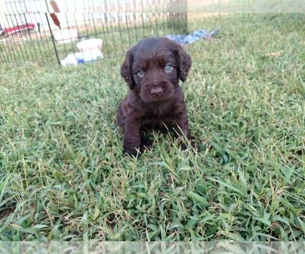 Medium Photo #8 Boykin Spaniel Puppy For Sale in SILVER CREEK, GA, USA