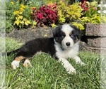 Small #1 Miniature Australian Shepherd