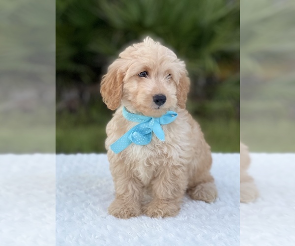 Medium Photo #6 Goldendoodle Puppy For Sale in FROSTPROOF, FL, USA