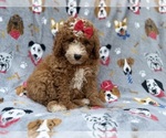Lucy - Female Goldendoodle (Miniature) Puppy for Sale - Photo #4