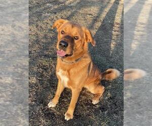 Labrador Retriever-Unknown Mix Dogs for adoption in Lee's Summit, MO, USA