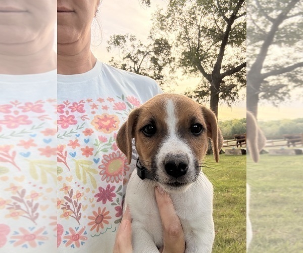 Medium Photo #1 Jack Russell Terrier Puppy For Sale in FREEMAN, MO, USA