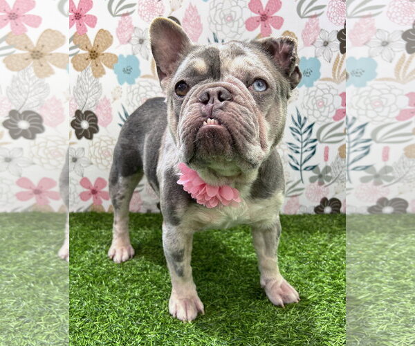 Medium Photo #9 French Bulldog-Unknown Mix Puppy For Sale in Corona, CA, USA