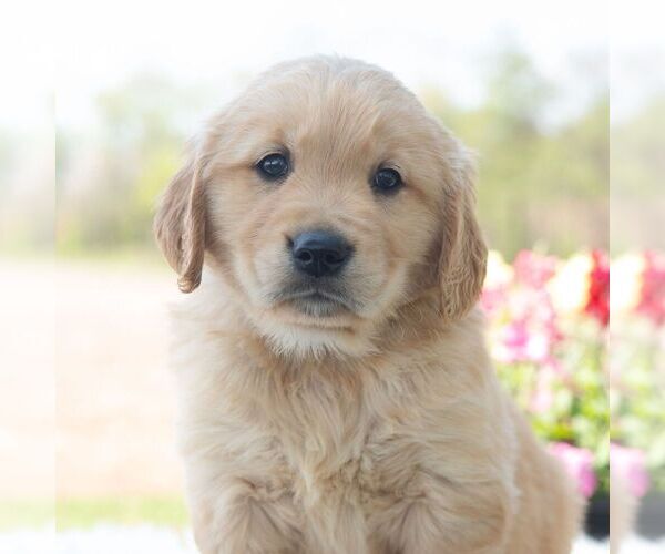 Medium Photo #1 Golden Retriever Puppy For Sale in NEWPORT, PA, USA