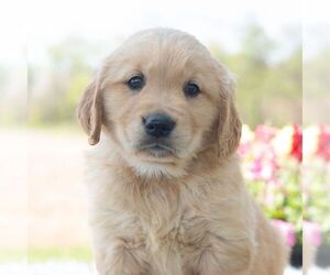 Golden Retriever Puppy for sale in NEWPORT, PA, USA