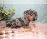 Small Dachshund